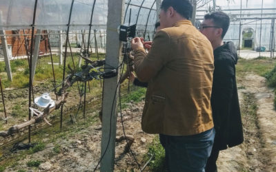 Vineyard in Anhui province